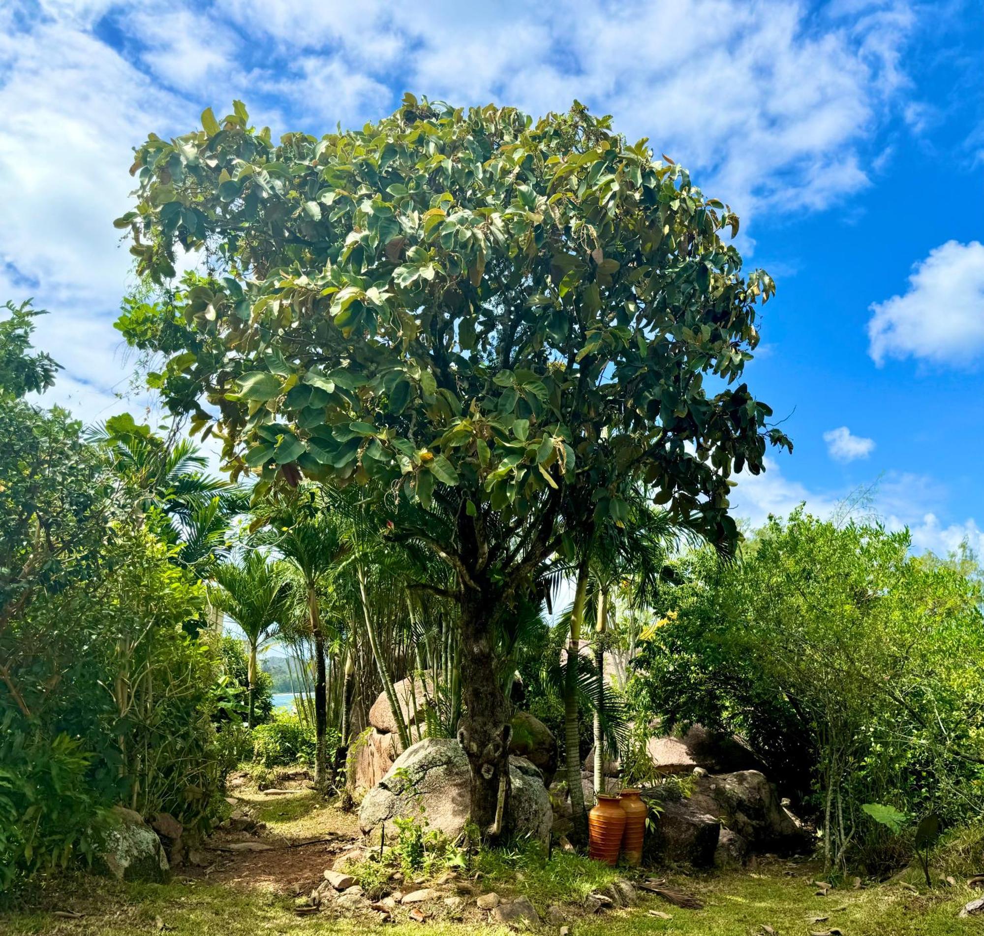Jardin Marron Daire Baie Sainte Anne Dış mekan fotoğraf