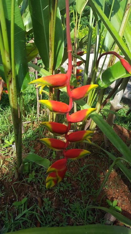 Jardin Marron Daire Baie Sainte Anne Dış mekan fotoğraf